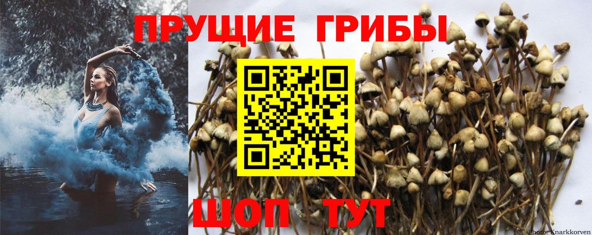 Галлюциногенные грибы MAGIC MUSHROOMS  Галлюциногенные грибы мицелий  Новочебоксарск  Вход с VPN 